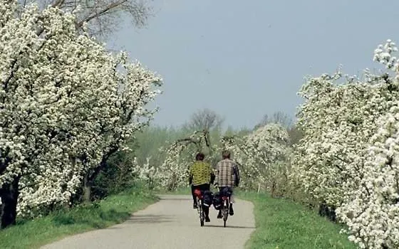 Fruitbedrijf Stek * Kedichem